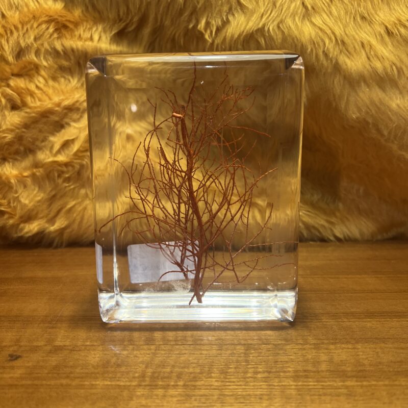 Socle en verre décor d’une plante marine